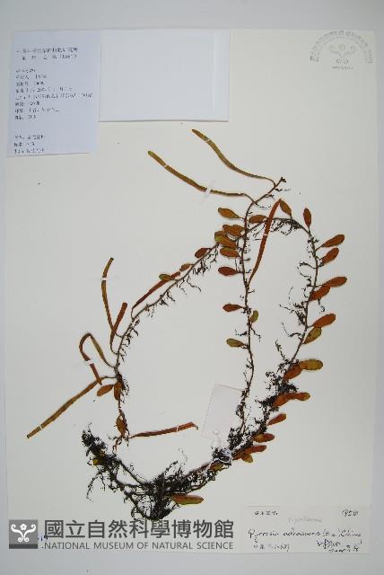 抱樹石葦藏品圖，第1張