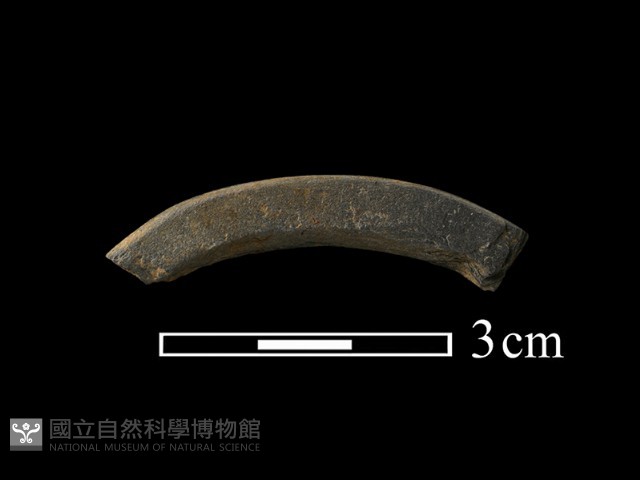 石環藏品圖，第1張