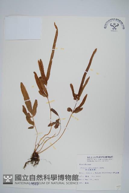 箭葉鳳尾蕨藏品圖，第1張