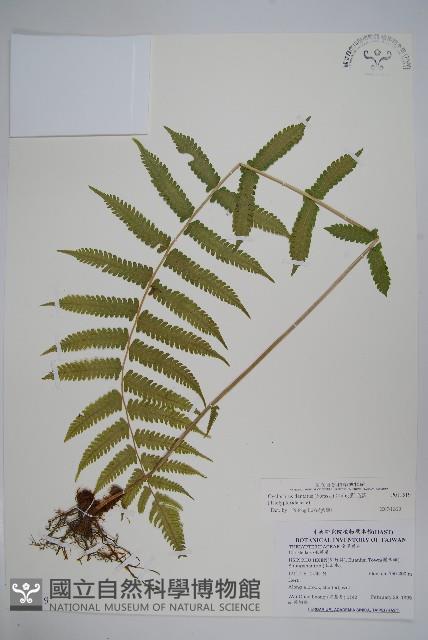 野毛蕨藏品圖，第1張