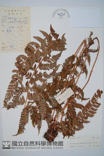 登錄號:P005519藏品圖，第1張