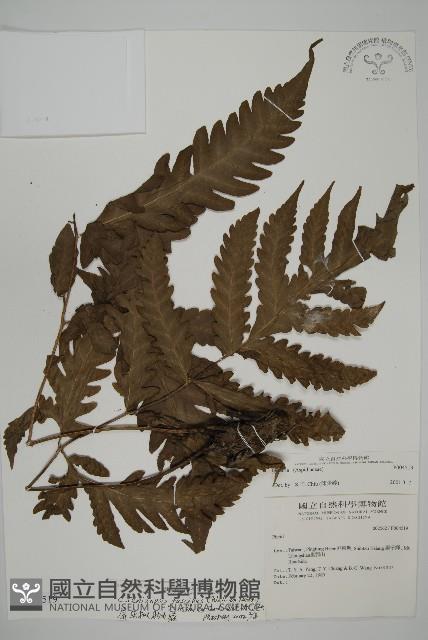 屏東擬肋毛蕨藏品圖，第1張