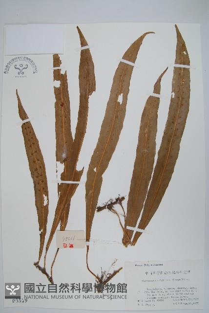 大星蕨藏品圖，第1張