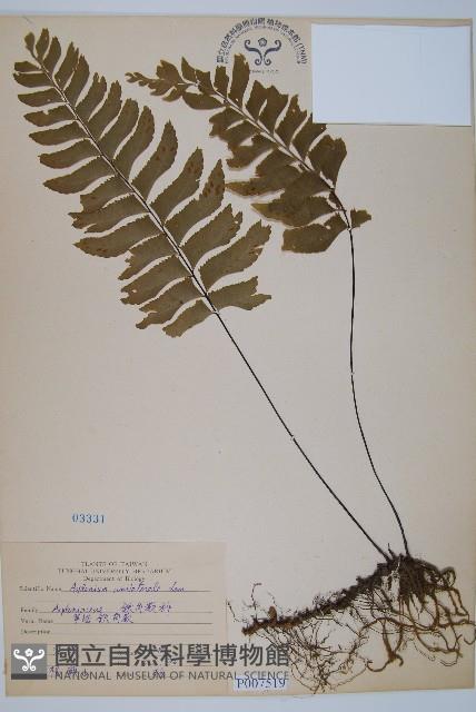 單邊鐵角蕨藏品圖，第1張