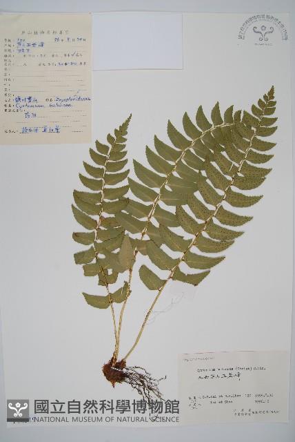 鐮羽貫眾藏品圖，第1張