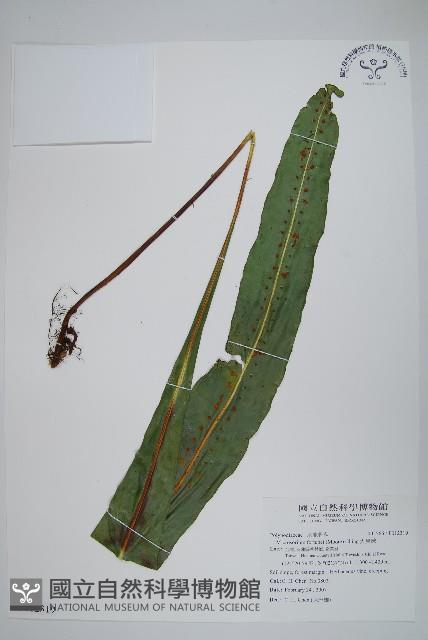 大星蕨藏品圖，第1張