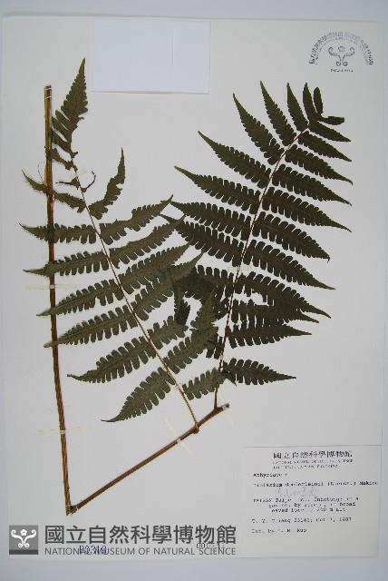 德氏雙蓋蕨藏品圖，第1張