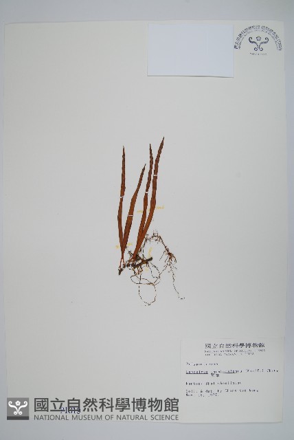 瓦葦藏品圖，第1張