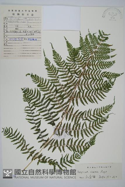 狹葉蹄蓋蕨藏品圖，第1張