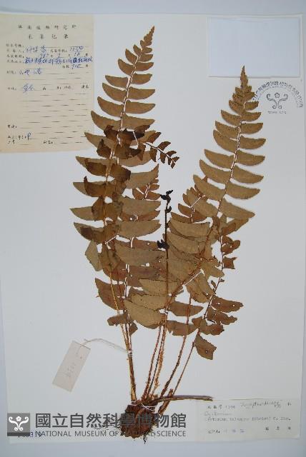 鐮羽貫眾藏品圖，第1張