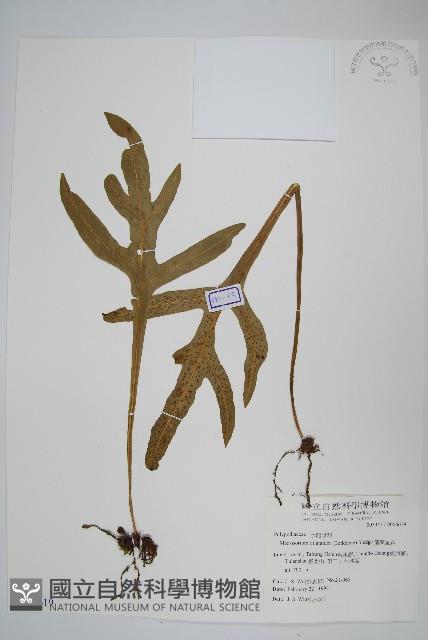 箭葉星蕨藏品圖，第1張