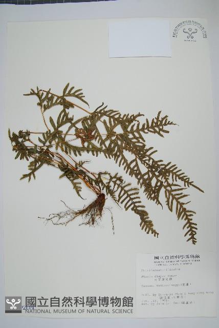 天草鳳尾蕨藏品圖，第1張