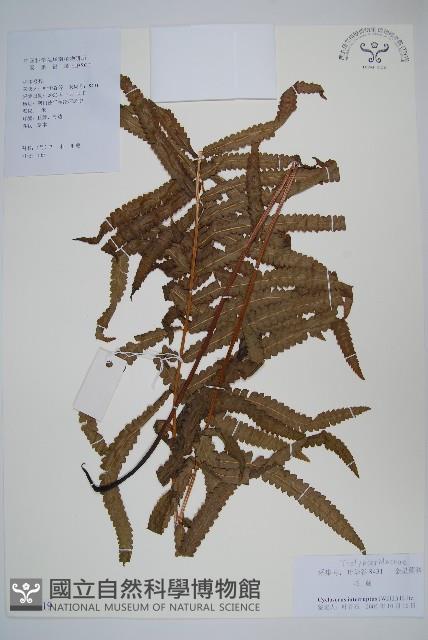 鐵毛蕨、毛蕨藏品圖，第1張