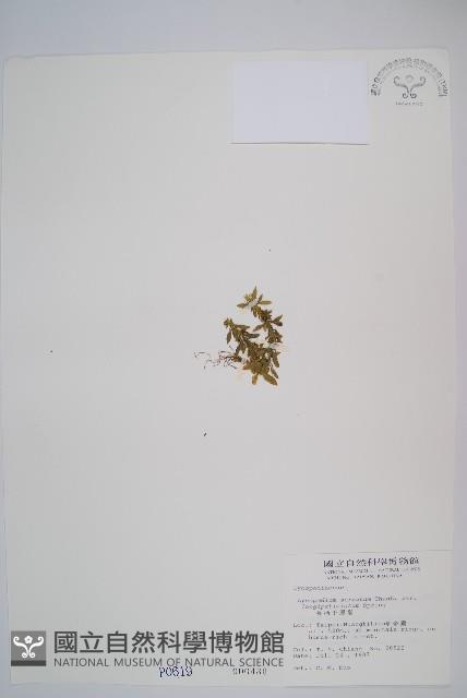 長柄千層塔藏品圖，第1張