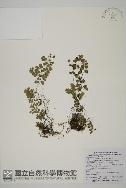 深山鐵線蕨、月芽鐵線蕨藏品圖，第1張