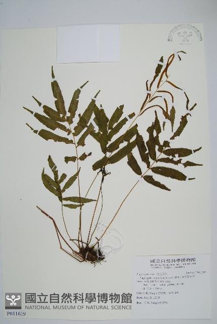 Accession Number:P011619 Collection Image, Figure 1, Total 2 Figures