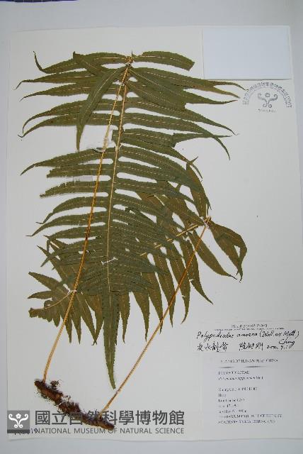 友水龍骨藏品圖，第1張