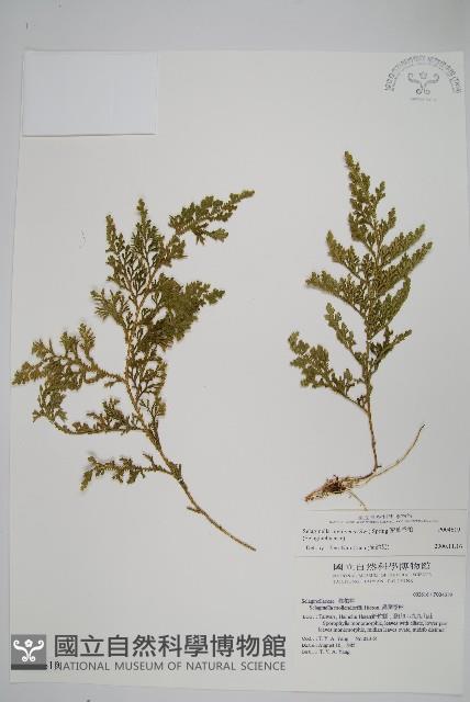 密葉卷柏藏品圖，第1張