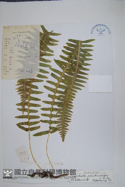 假毛柄水龍骨藏品圖，第1張