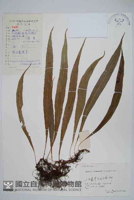 擬瓦葦藏品圖，第1張