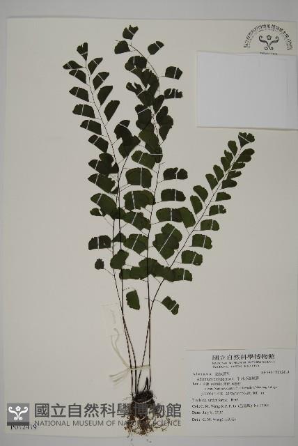 半月形鐵線蕨藏品圖，第1張