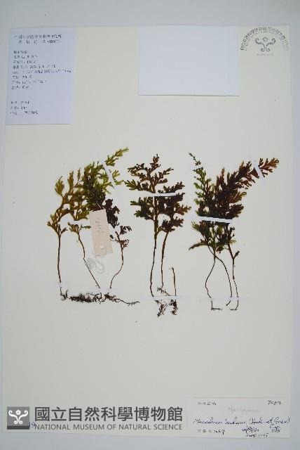 蕗蕨藏品圖，第1張