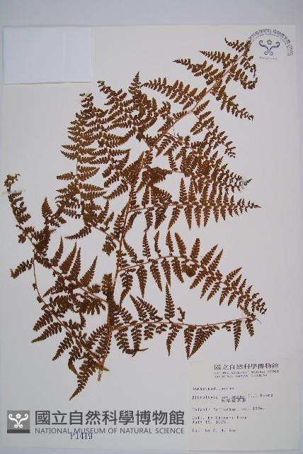 熱帶鱗蓋蕨藏品圖，第1張