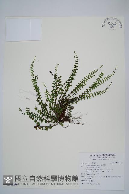 Maidenfair spleenwort Collection Image, Figure 1, Total 4 Figures