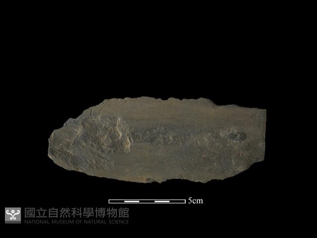 戈形器藏品圖，第1張