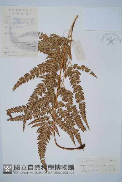 中華複葉耳蕨藏品圖，第1張