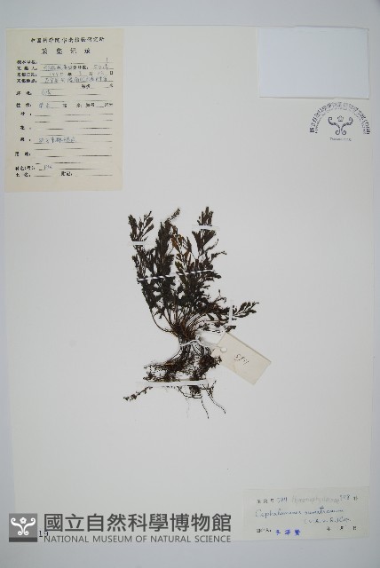 厚葉蕨藏品圖，第1張