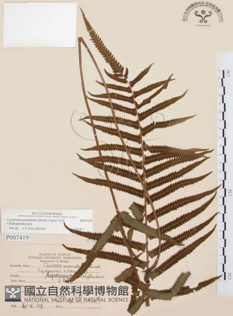 毛蕨藏品圖，第1張