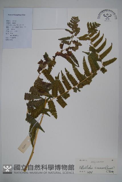 淡綠短腸蕨藏品圖，第1張