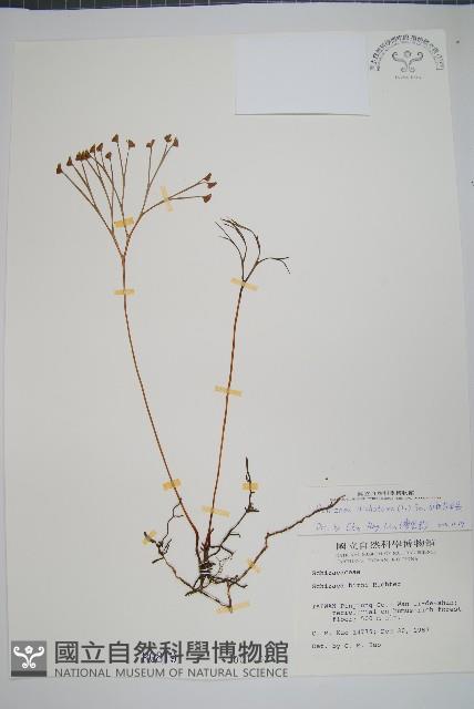 分枝莎草蕨藏品圖，第1張