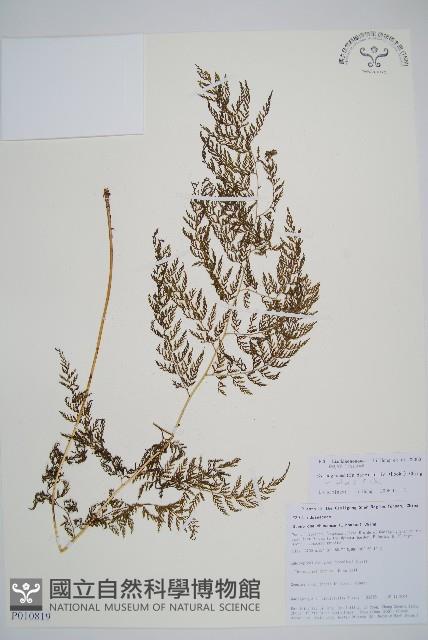 雨蕨藏品圖，第1張