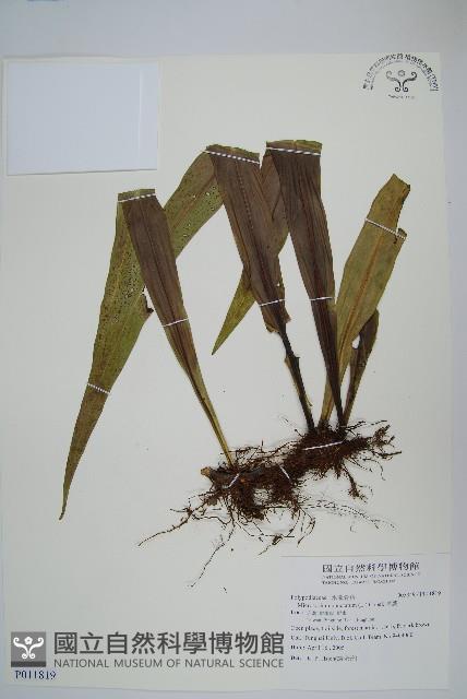 星蕨藏品圖，第1張