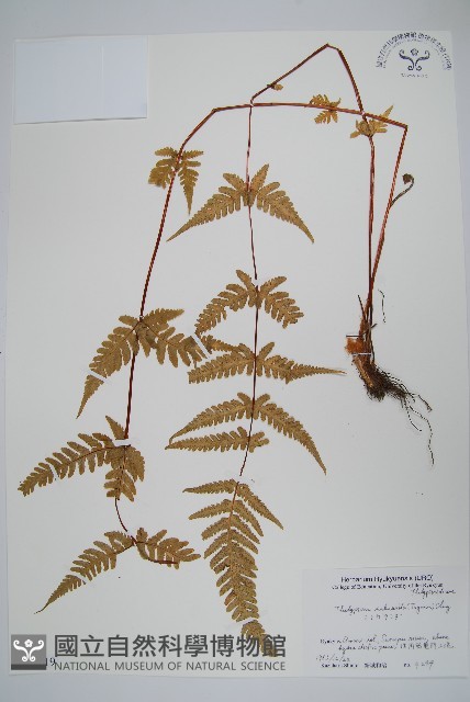登錄號:P005819藏品圖，第1張