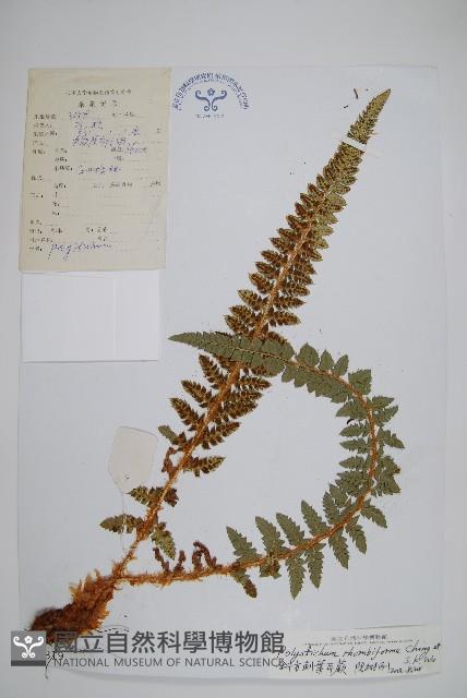 斜方耳蕨藏品圖，第1張