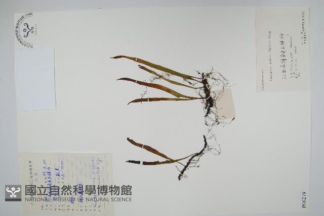 遠葉瓦葦藏品圖，第1張