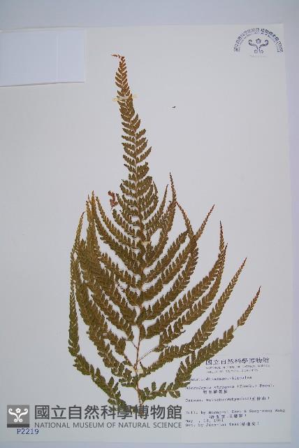 粗毛鱗蓋蕨藏品圖，第1張