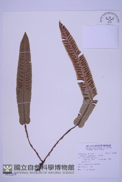 對開蕨藏品圖，第1張