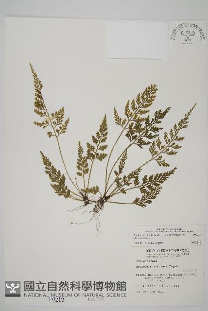 骨碎補鐵角蕨藏品圖，第1張