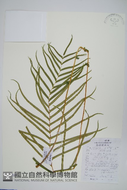 鱗蓋鳳尾蕨藏品圖，第1張