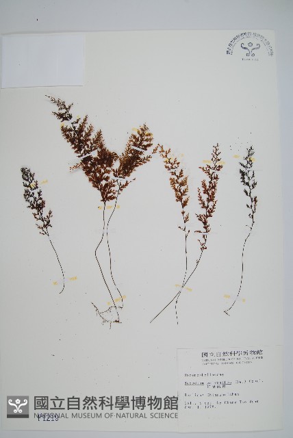 細葉蕗蕨藏品圖，第1張