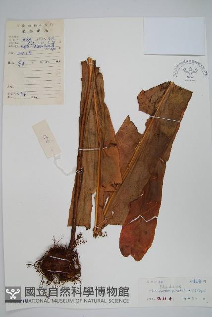 星蕨藏品圖，第1張