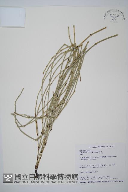 木賊藏品圖，第1張