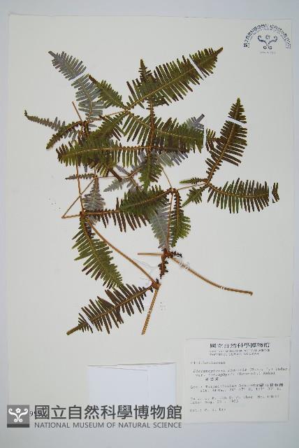 蔓芒萁藏品圖，第1張