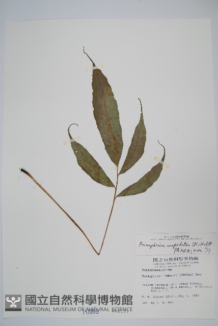 頂芽新月蕨藏品圖，第1張