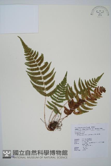 迷人鱗毛蕨、異蓋鱗毛蕨藏品圖，第1張