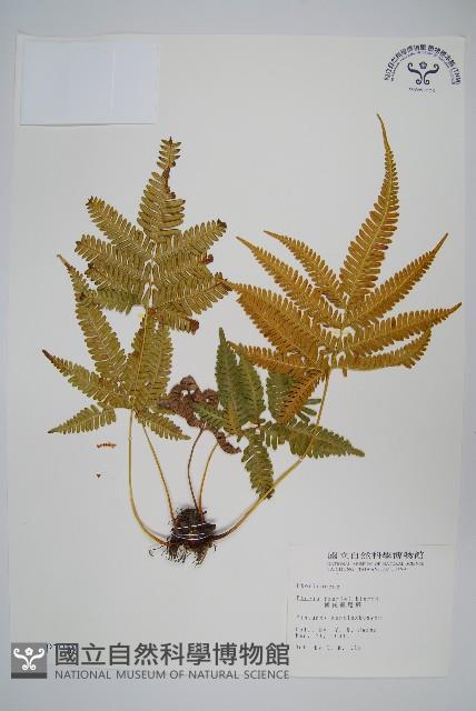 傅氏鳳尾蕨藏品圖，第1張